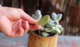 多肉巧克力的养殖方法和注意事项 多肉巧克力的养殖方法和注意事项有哪些