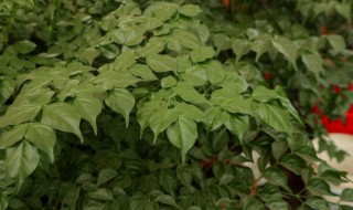 幸福树移栽后注意事项 幸福树移栽后注意事项视频