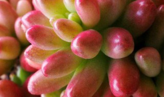 多肉移栽后有什么注意事项 多肉移栽后有什么注意事项和禁忌