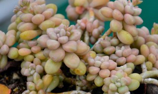 丸叶姬秋丽的养殖方法和注意事项 丸叶姫秋丽怎么养