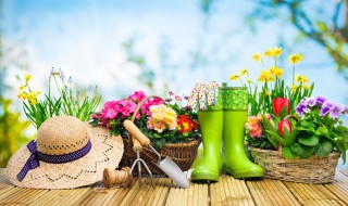 跳舞兰花怎么养殖方法和注意事项（跳舞兰花怎么养殖方法和注意事项视频）