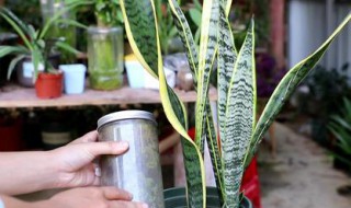 虎尾兰浇水要注意事项（虎尾兰的浇水方法和注意事项）