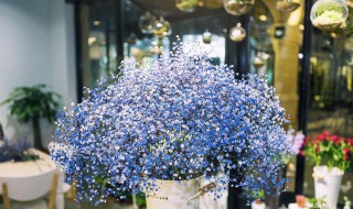 满天星花的养殖方法和注意事项 满天星花的养殖方法和注意事项 盆栽