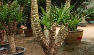 龙血树换盆注意事项（龙血树几月份换盆合适）