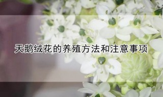 天鹅绒花的养殖方法和注意事项 天鹅绒花怎么养护