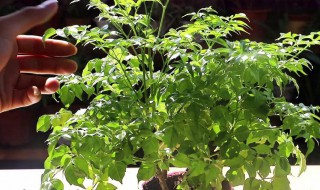 幸福树叶子干枯怎么补救（幸福树叶子干枯怎么办）