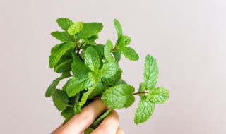 薄荷可以水培种植吗 薄荷可以水培种植吗图片