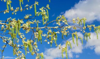 杨树花叫什么名字 杨树花叫啥