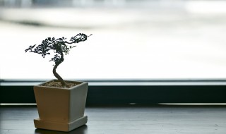 石榴树冻死了怎么办（石榴树冻害了怎么治）