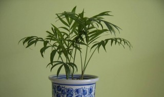 驱蚊竹可以水养吗 驱蚊竹可以水养吗视频