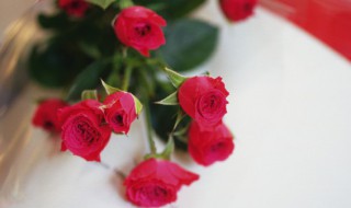 玫瑰花花苞下垂怎么办（盆栽玫瑰花苞下垂）