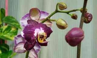 蝴蝶兰叶子掉光了还能活吗（蝴蝶兰叶子全部掉了还能活吗）