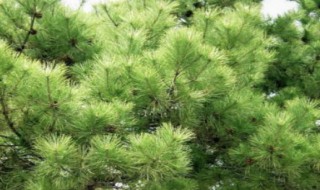松柏的特点（松柏的特点是什么）