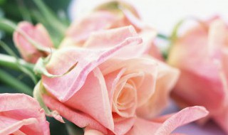 玫瑰花怎样插枝容易活（玫瑰花怎样插枝容易活长）