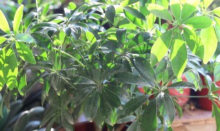 鸭掌木掉叶子什么原因 鸭掌木掉叶子什么原因 怎么解决