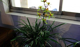 蕙兰花谢了 蕙兰花谢了还能开吗