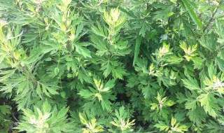 茵陈和艾叶是同一种植物吗