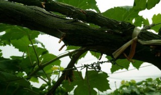 葡萄树流水是怎么回事（葡萄树流水是怎么回事啊）