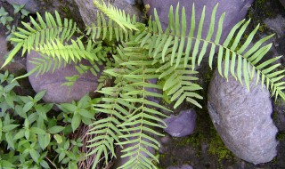 蜈蚣草怎么繁殖 蜈蚣草怎么繁殖多根