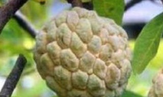 释迦果好种植吗 释迦果好种植吗视频