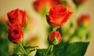 玫瑰花叶子蔫了是怎么回事啊 玫瑰花叶子蔫了是怎么回事啊图片