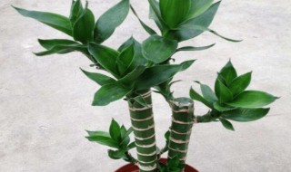 莲花竹怎么养（水培莲花竹怎么养）