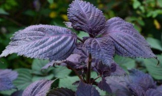 紫苏种子怎么种植方法 紫苏种子怎么种植方法图片