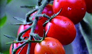 圣女果种子怎么种植方法 圣女果种子怎么种植方法图片