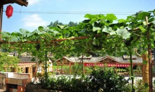 屋后不能种什么树 屋后不能种什么树呢