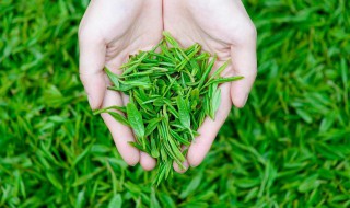 采茶叶的手法和技巧（采茶叶的手法和技巧快）