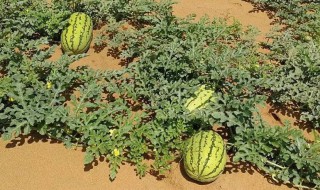 自己如何种植西瓜（怎样自己种西瓜）