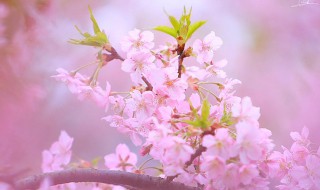 樱花是粉色的还是白色的 白色樱花和粉色樱花的区别