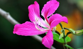 香港的区花是什么花（香港的区花是什么花啊）