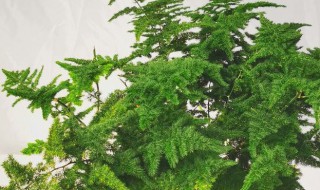 刚买回来的云竹怎么养（新买的云竹怎么养）