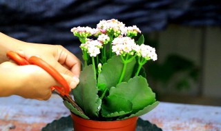 凤尾长寿花的养殖方法和注意事项 凤尾长寿花的养殖方法和注意事项图片