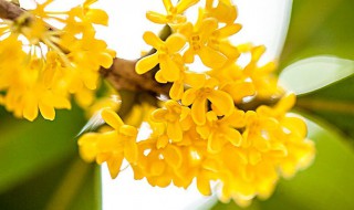 桂花树移栽方法和注意事项 桂花树移栽方法和注意事项有哪些