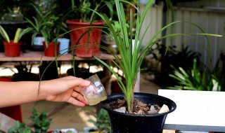 兰花的浇水方法和注意事项 兰花的浇水方法和注意事项有哪些