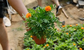 万寿菊种子的种植方法和注意事项 万寿菊种子的种植方法和注意事项图片