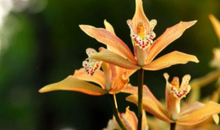 虎头兰花种植注意事项 虎头兰种植方法和注意事项