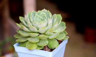 海豹多肉的养殖方法和注意事项 海豹多肉的养殖方法和注意事项有哪些