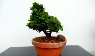 石化桧盆景的养护方法 石化桧盆景的养护方法视频