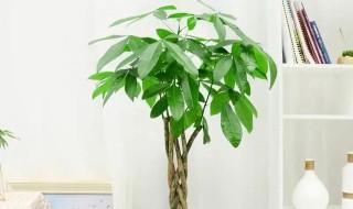 发财树可以修剪枝叶吗（发财树可以修剪枝叶吗?）