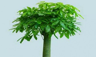 招财棍怎样养 招财棍怎样养才能发芽