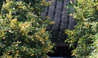 桂花树可以种在院子里吗（桂花树可以种在院子里吗风水）