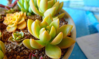 黄丽多肉怎么养殖方法 黄丽多肉怎么养殖方法