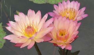 香水小叶莲花怎么养 香水小叶莲花怎样养