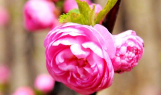 木菊怎样剪枝才能开花（木菊怎样剪枝才能开花多）