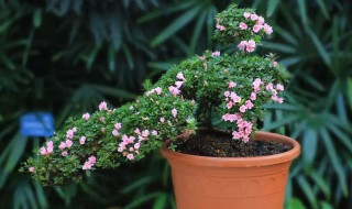 种植杜鹃花的小妙招 杜鹃花如何盆栽