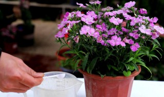 石竹花的养护和注意事项 石竹花的养护和注意事项图片