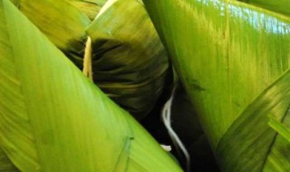 粽子的种类有哪些 粽子的种类有哪些英语